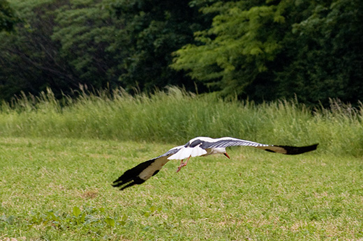 Fliegender Storch