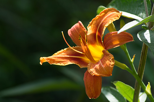 Hemerocallis