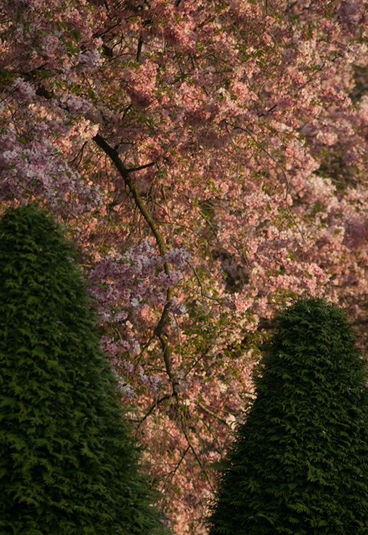 Japanische Zierkirschen