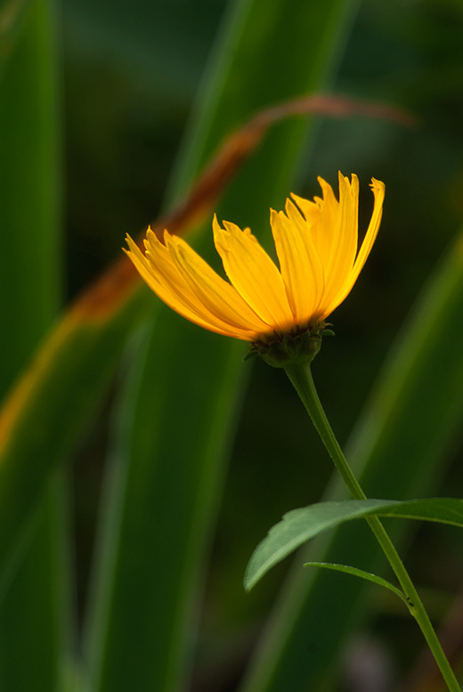 knappe Belichtung für leuchtende Blüte