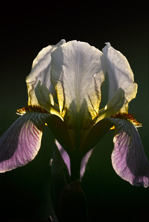 Iris im Gegenlicht