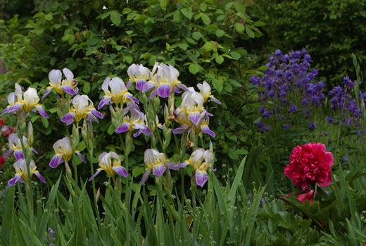 Paeonie, Iris