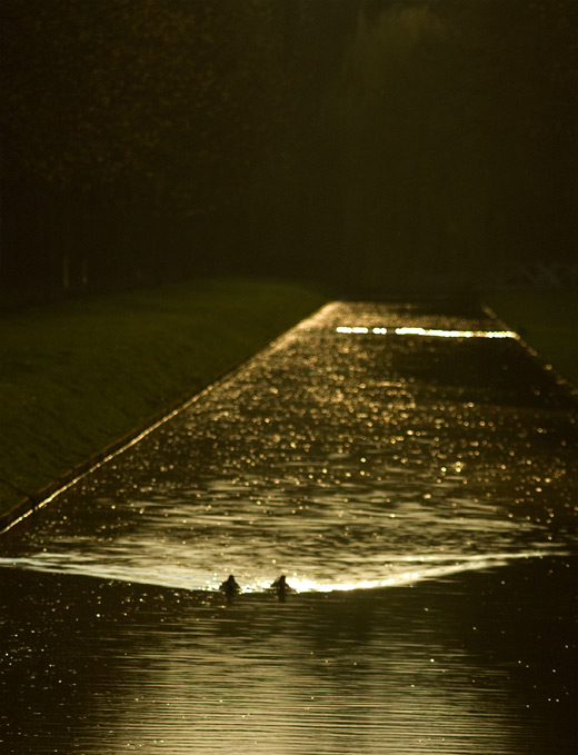 Enten im abendlichen Gegenlicht