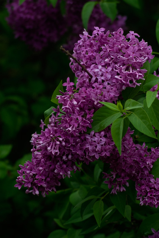 Chinesischer Flieder - Syringa chinensis