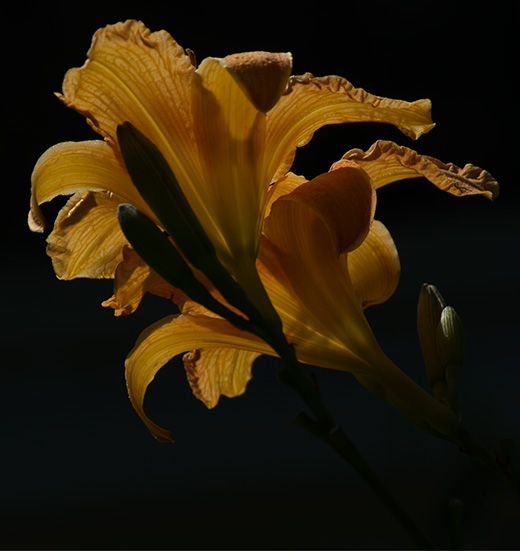 Hemerocallis, gestalten mit Gegenlicht