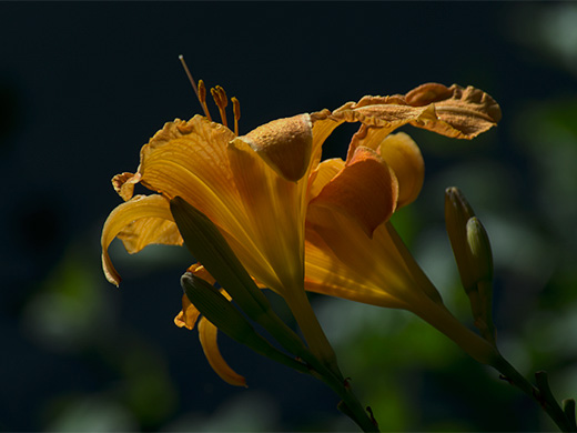 Hemerocallis, gestalten mit Licht