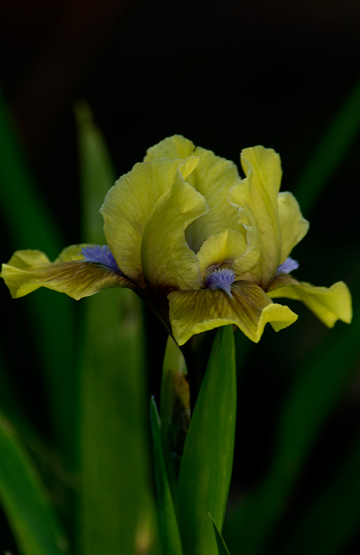 Iris-Barbata, Bartiris