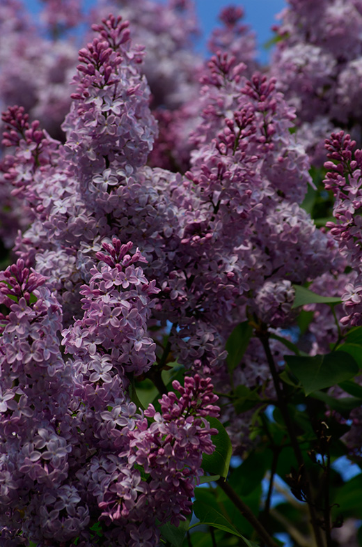 Syringa-vulgaris, Flieder