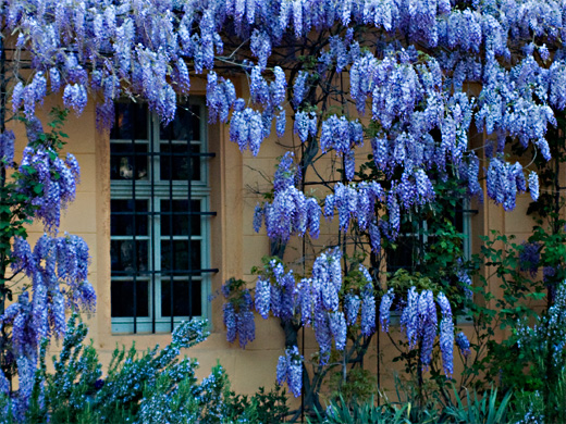 Blauregen (Wisteria)