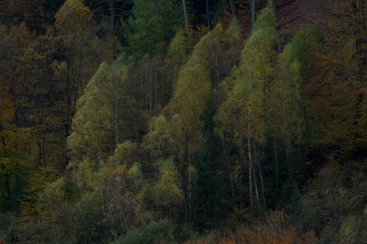 Herbstwald