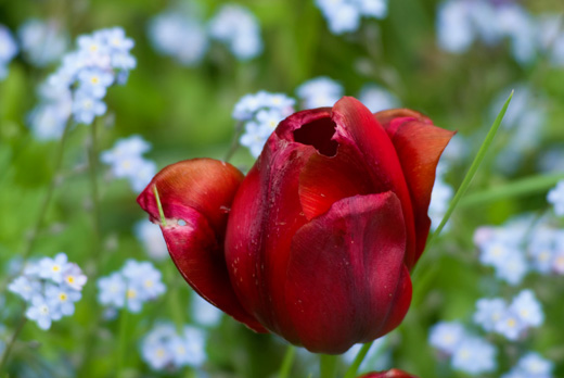 Vordergrundfarbe rot: rote Tulpe