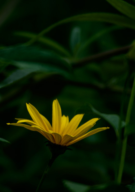 Blumenfoto mit Polarisationsfilter