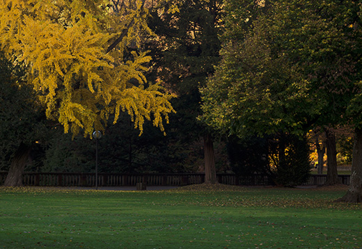 Herbstfarben im Heidelberger Schlossgarten