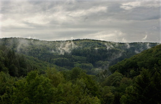 Wald-Nebelfetzen