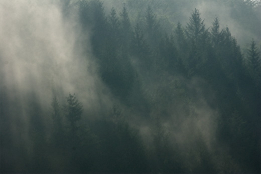 Wald im Nebel