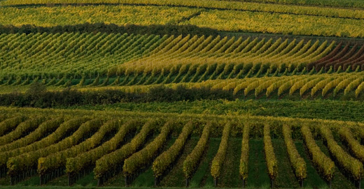 Weinberge im Herbst