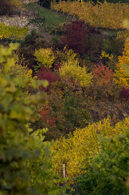 Weinberge im Herbst