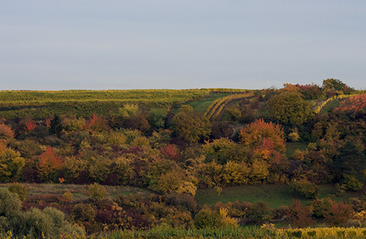 Weinberg im Herbst