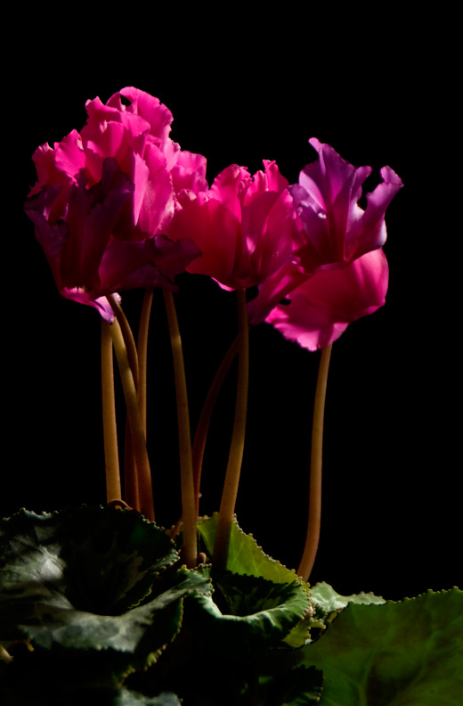 Cyclamen