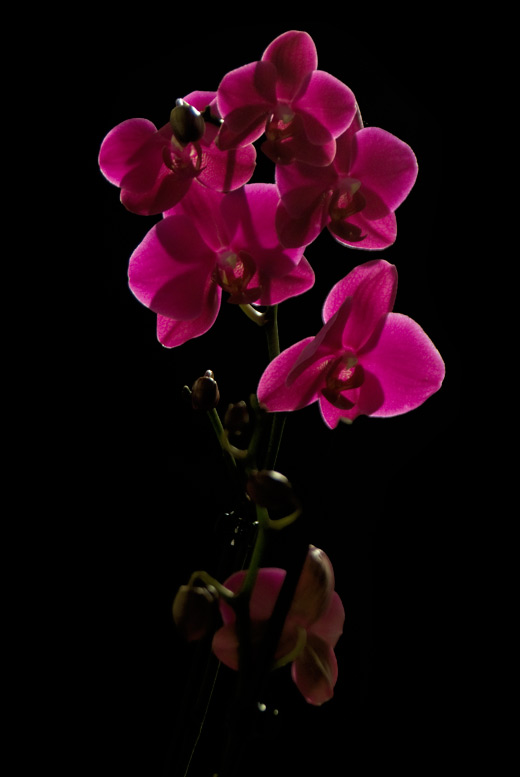 Orchidee, Weißabgleich über Voreinstellung Glühlampenlicht