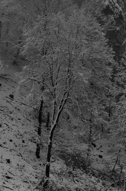 Bäume im Schnee mit moderatem Teleobjektiv