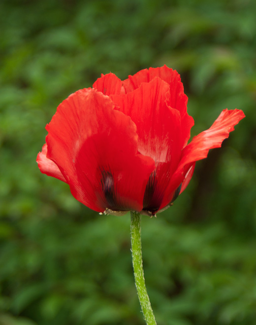 Mohn