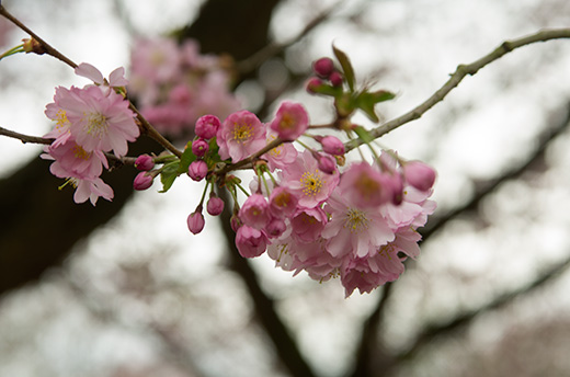 Schaerfentiefe_japanische-Kirschbluete