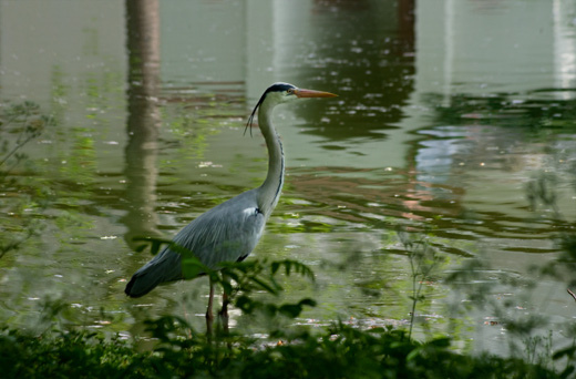 Fischreiher