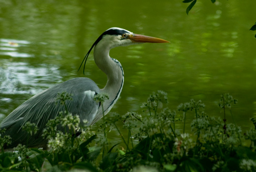 Fischreiher