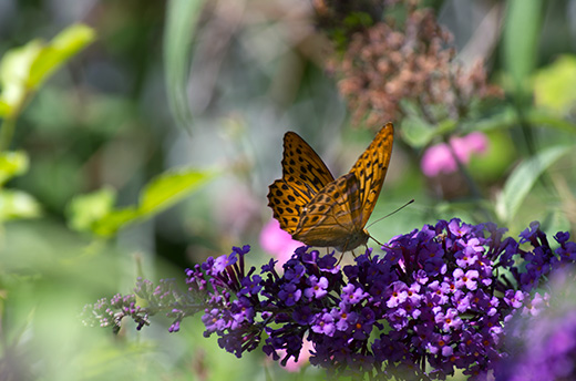 Schmetterling