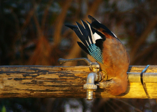 Tierfotographie: ein Vogel