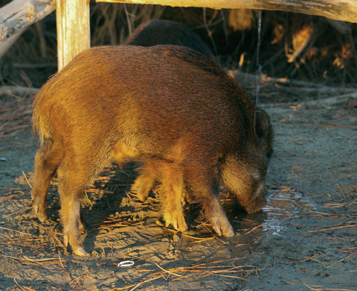 Wildschweine