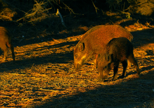 Wildschweine