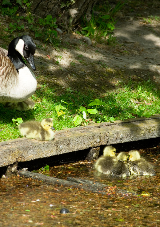 Junge Enten