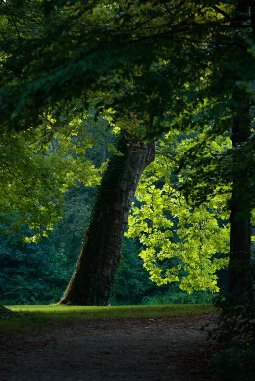 Baum, optimal belichtet