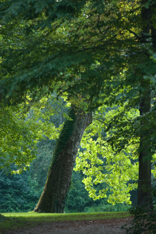 Baum, mit richtiger Belichtung zu hell